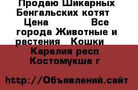 Продаю Шикарных Бенгальских котят › Цена ­ 17 000 - Все города Животные и растения » Кошки   . Карелия респ.,Костомукша г.